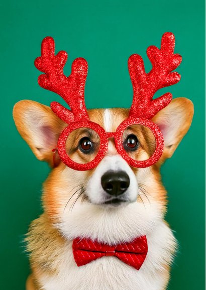 Weihnachtskarte Corgi 'Schon wieder Weihnachten?!' 2