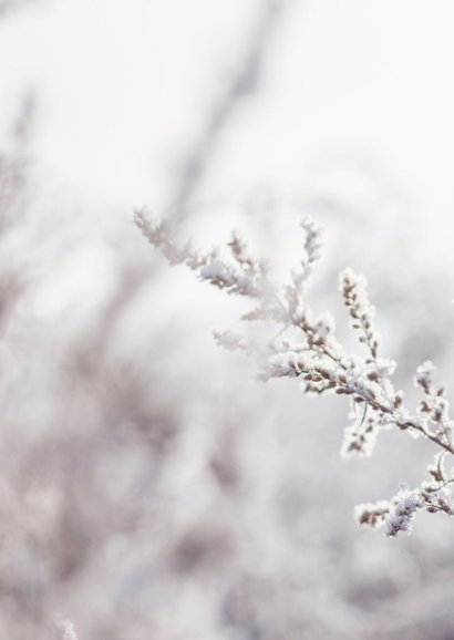 Weihnachtskarte 'Für dich' Gräser mit Raureif Rückseite