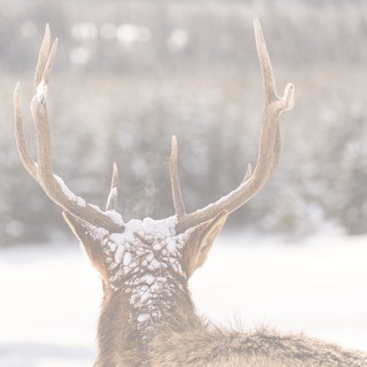 Weihnachtskarte Hirsch im Schnee 2