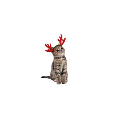 Weihnachtskarte Katzen mit Weihnachtsmützen 2