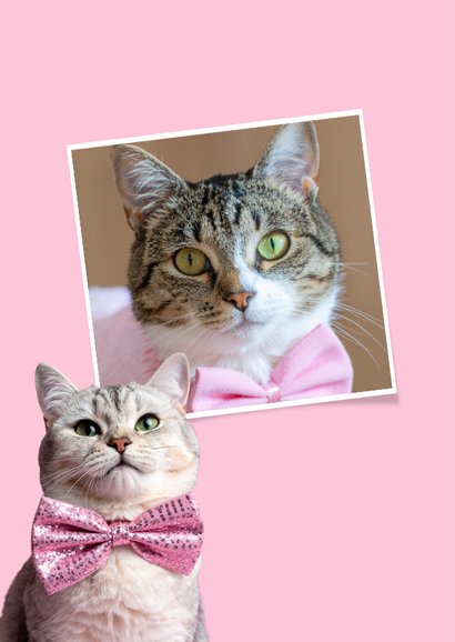 Weihnachtskarte rosa - Katze mit Schleife 2