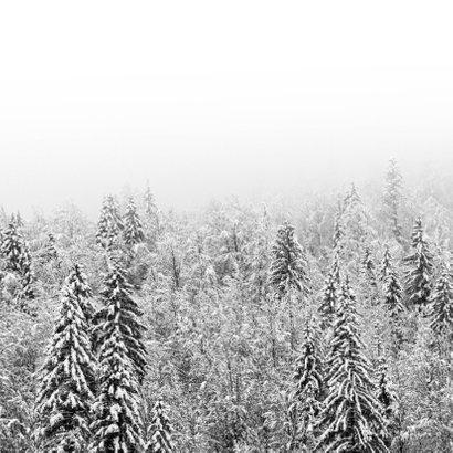 Weihnachtskarte Winterwald in Schwarzweiß Rückseite