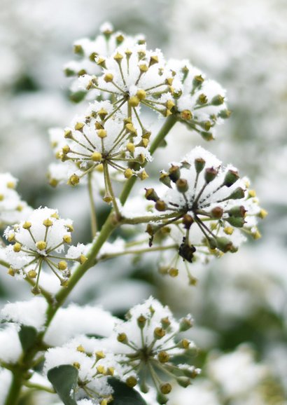 Winter-Beileidskarte Efeubeeren mit Schnee 2