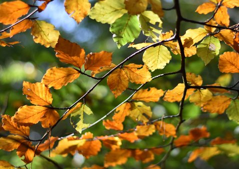 Beileidskarte Naturmotiv Herbstblätter im Sonnenlicht 2