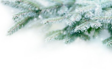 Foto-Weihnachtskarte natürliche Tannenzweige Rückseite