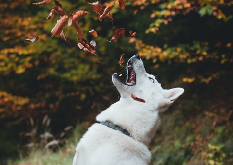 Fotokarte Hund 2