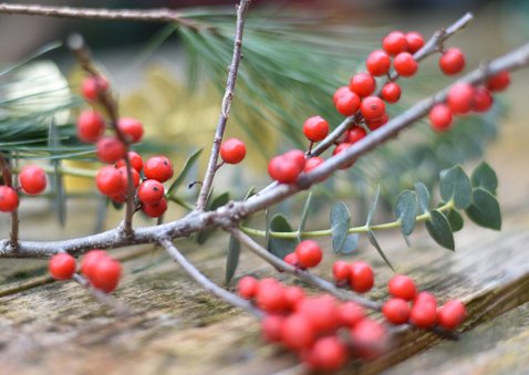 Grußkarte 'Frohe Weihnachten' Naturfoto Beerenzweige 2