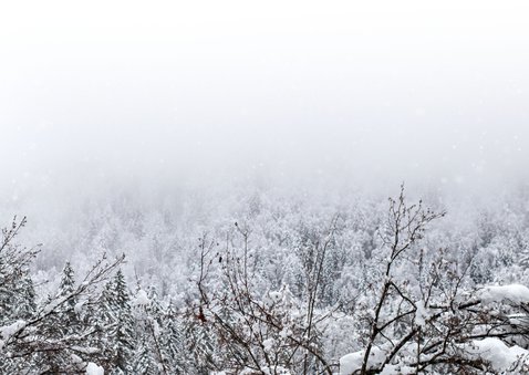 Weihnachtskarte Wald mit Schnee Rückseite