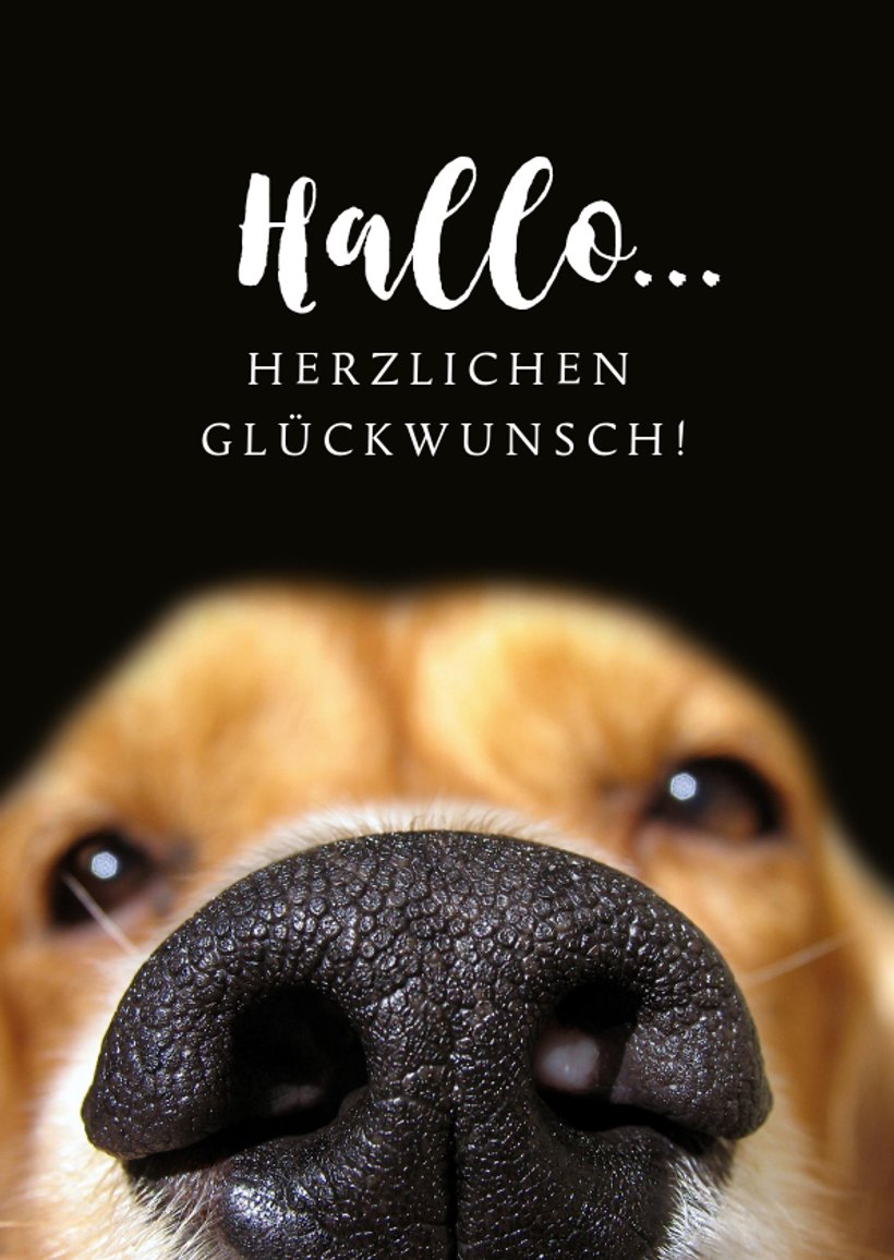 Glückwunschkarte Hundenase Send a Smile