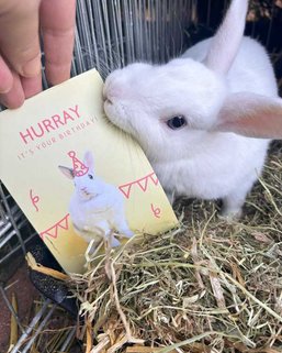 Geburtstagskarte Kaninchen