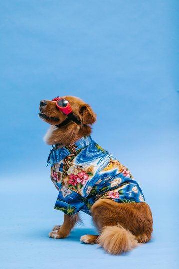 Hawaii-Party-Outfit Hund