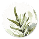 Botanische Blaetter R