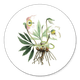 Christrose K