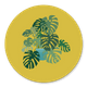 Monstera ocker