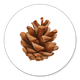 Kiefernzaepfchen R