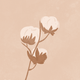 Beige Baumwolle RO