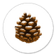 Tannenzaepfchen