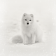 Schneefuchs RO