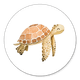 Kleine Schildkroete