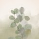 Eukalyptus Aquarell A