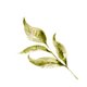 Botanisches Blatt R