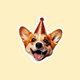Corgi Party M