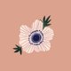 Anemone Rosa LE