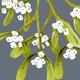 Mistletoe auf dunkel R