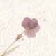 Papier mit gepressten Blumen RO