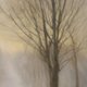 Baum Winter M