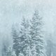 Tannen blau mit Schnee L