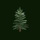 Tannenbaum dunkler Hintergrund L