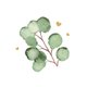 Eukalyptus Aquarell und Herzchen L