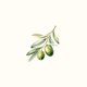 Olivenzweig Beige M
