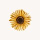 Sonnenblume L