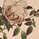 Vintagerose M