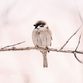 Vogel auf Zweig Foto RO