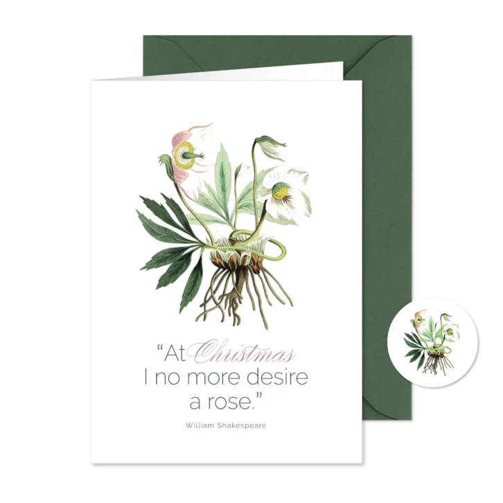 Weihnachtskarte Christrose botanisch