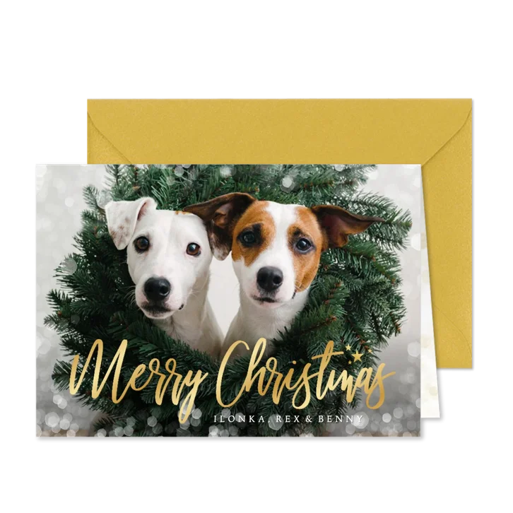 Weihnachtskarte eigenes Foto Hunde