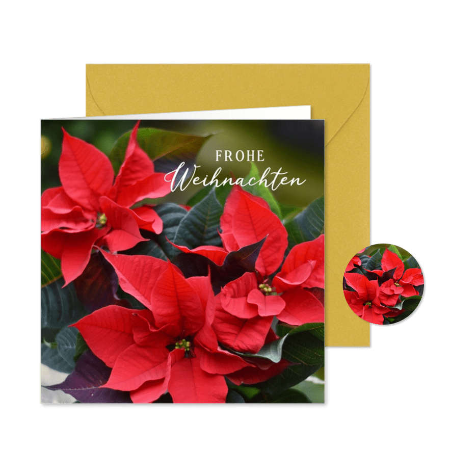Weihnachtskarte roter Weihnachtsstern - Karteneindruck