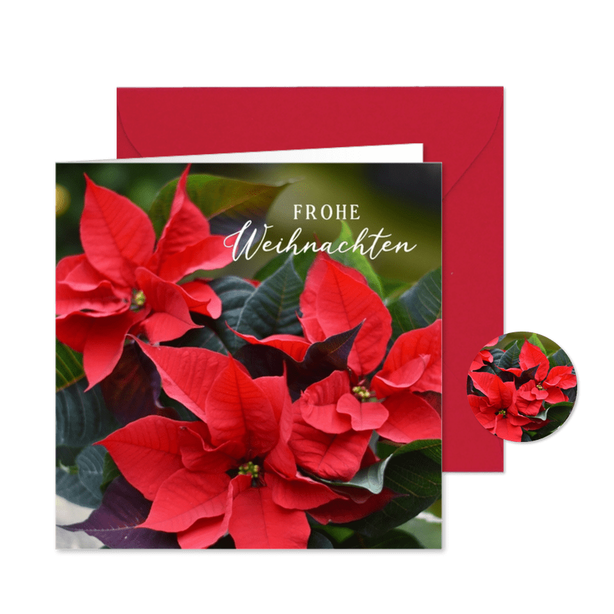 Weihnachtskarte roter Weihnachtsstern  - Karteneindruck
